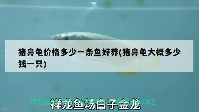 豬鼻龜價格多少一條魚好養(豬鼻龜大概多少錢一只)