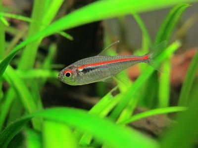 老魚匠沖浪泵怎么樣好用嗎安全嗎（老魚匠沖浪泵怎么樣好用嗎安全嗎視頻）