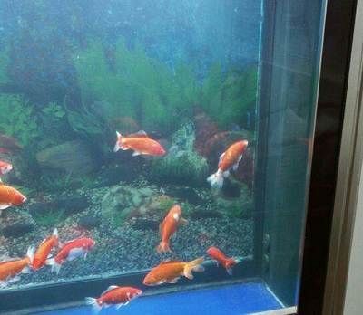 1米長40公分寬的魚缸多少升水：為了1米長、40公分寬的魚缸能容納多少升水 1米長40公分寬的魚缸多少升水：為了1米長、40公分寬的魚缸能容納多少升水 魚缸百科 第3張