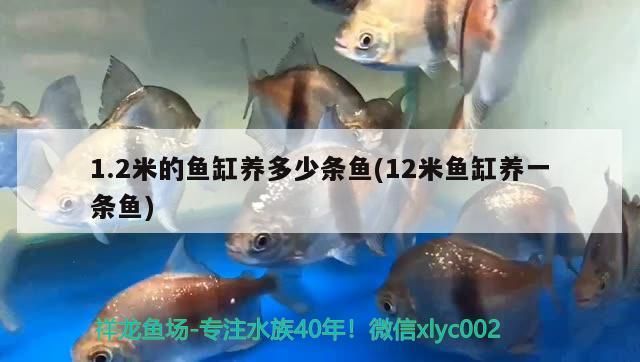 1.2米的魚缸養多少條魚(12米魚缸養一條魚) 1.2米的魚缸養多少條魚(12米魚缸養一條魚) 豬鼻龜百科
