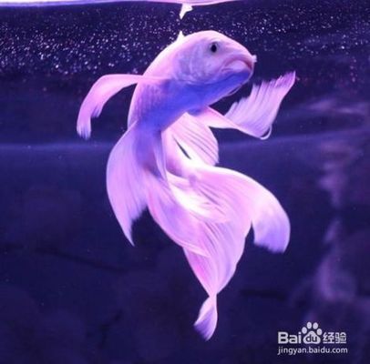 3～5厘米小蝴蝶鯉魚苗愛吃什么？（0473～5厘米的小蝴蝶鯉魚苗在飲食上有明確的偏好和喂養要求） 3～5厘米小蝴蝶鯉魚苗愛吃什么？（0473～5厘米的小蝴蝶鯉魚苗在飲食上有明確的偏好和喂養要求） 蝴蝶鯉百科 第2張