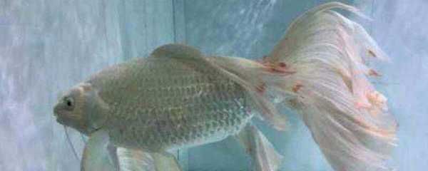 3～5厘米小蝴蝶鯉魚苗愛吃什么？（0473～5厘米的小蝴蝶鯉魚苗在飲食上有明確的偏好和喂養要求） 3～5厘米小蝴蝶鯉魚苗愛吃什么？（0473～5厘米的小蝴蝶鯉魚苗在飲食上有明確的偏好和喂養要求） 蝴蝶鯉百科 第1張