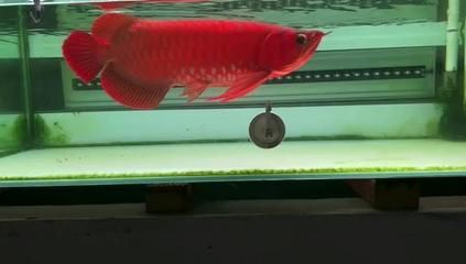 紅龍魚養(yǎng)殖場：關(guān)于紅龍魚養(yǎng)殖場的詳細(xì)信息