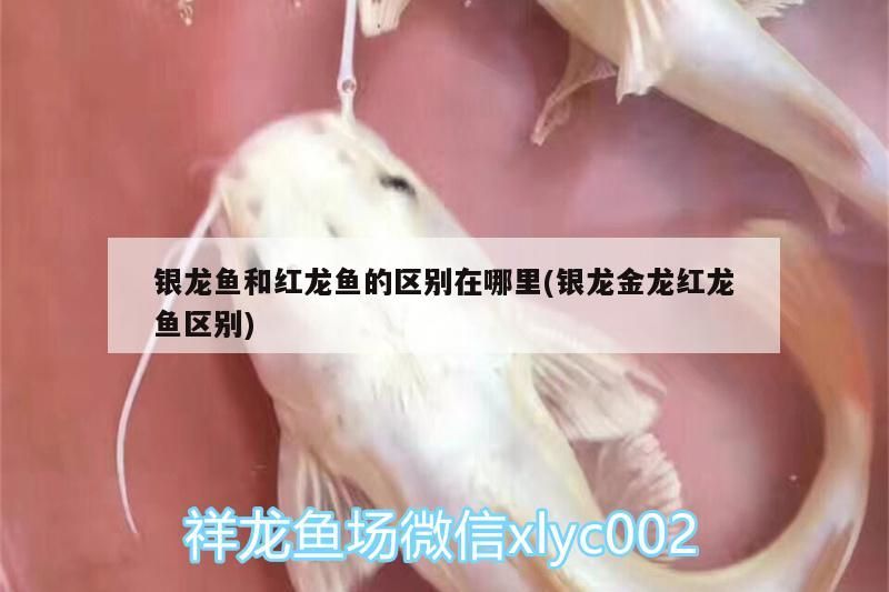 銀龍魚和紅龍魚的區別在哪里(銀龍金龍紅龍魚區別)