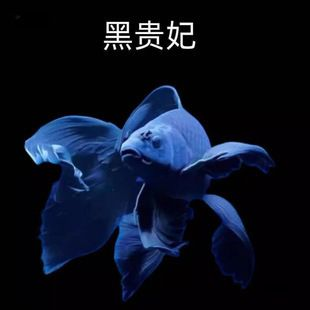 蝴蝶鯉球體魚苗（關于蝴蝶鯉球體魚苗的選購和養殖綜合搜索結果信息整理）