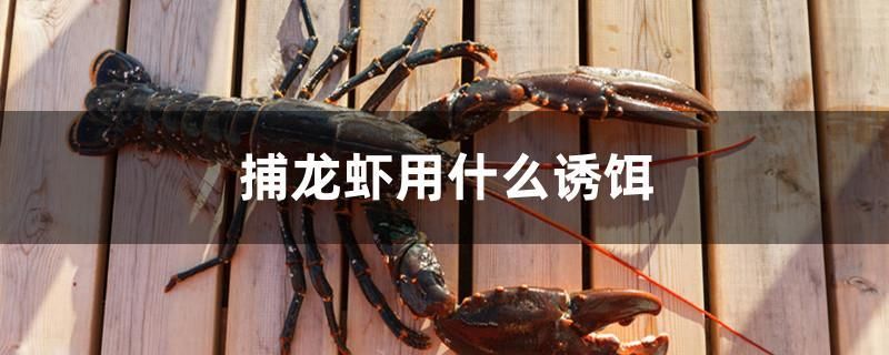 魚缸過濾器選購指南:自制魚缸過濾器魚缸上置過濾器對于養魚愛好者的必備知識 捕龍蝦用什么誘餌 黃金貓魚百科 捕龍蝦用什么誘餌 捕龍蝦用什么誘餌 黃金貓魚百科