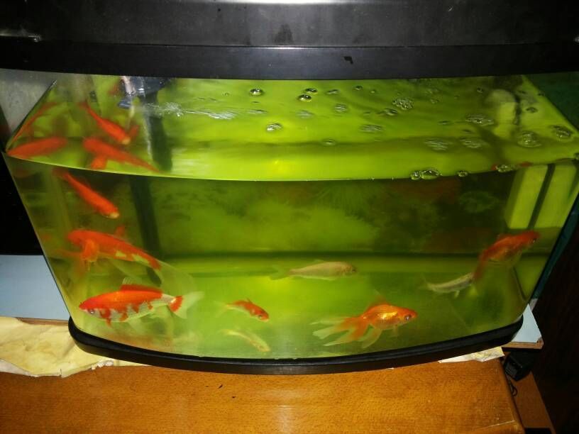 魚缸的水變黃怎么辦(魚缸的水變黃怎么辦呢) 速倍妥魚糧魚藥 第1張 魚缸的水變黃怎么辦(魚缸的水變黃怎么辦呢) 魚缸的水變黃怎么辦(魚缸的水變黃怎么辦呢) 速倍妥魚糧魚藥 第1張