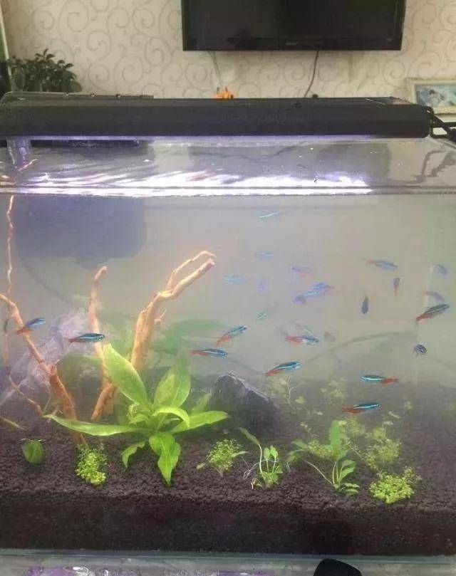 魚缸的水變黃怎么辦(魚缸的水變黃怎么辦呢) 速倍妥魚糧魚藥 第2張 魚缸的水變黃怎么辦(魚缸的水變黃怎么辦呢) 魚缸的水變黃怎么辦(魚缸的水變黃怎么辦呢) 速倍妥魚糧魚藥 第2張