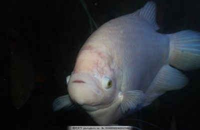 大白魚觀賞魚怎么養活的快（觀賞魚大白魚的養殖方法觀賞魚大白魚的養殖方法） 大白魚觀賞魚怎么養活的快（觀賞魚大白魚的養殖方法觀賞魚大白魚的養殖方法） 速倍妥 第1張