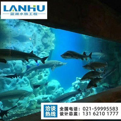 龍魚(yú)01的鰓蓋紅如何判斷，龍魚(yú)01的鰓蓋紅如何判斷其健康狀況的重要指標(biāo)之一