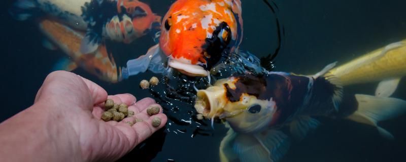 魚缸渾水變清有妙招嘛圖片 如何處理魚缸渾水
