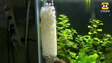 5個礦泉水瓶魚缸多大：5個礦泉水瓶制作魚缸的尺寸，礦泉水瓶制作魚缸尺寸