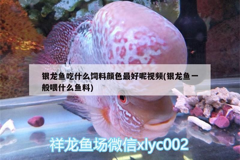 銀龍魚吃什么飼料顏色最好呢視頻(銀龍魚一般喂什么魚料)