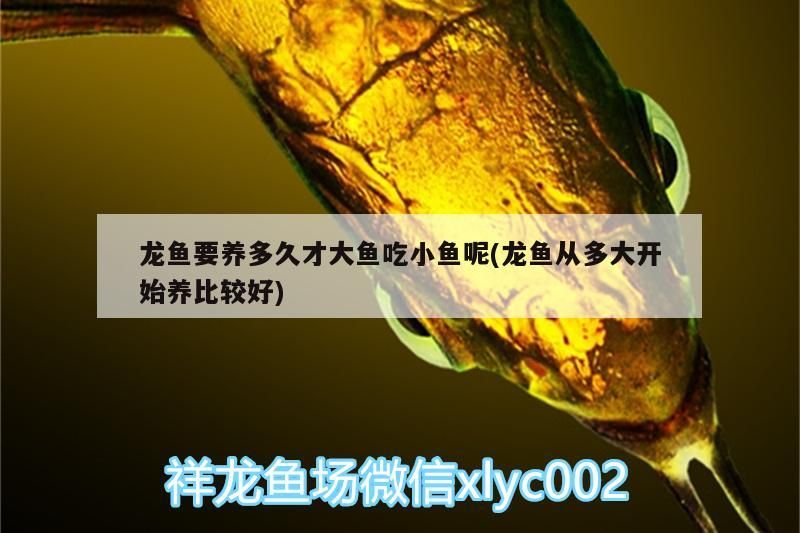 龍魚要養多久才大魚吃小魚呢(龍魚從多大開始養比較好) 龍魚要養多久才大魚吃小魚呢(龍魚從多大開始養比較好) 觀賞魚百科