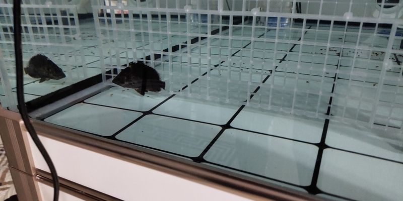 金老虎魚飼料購買指南，金老虎魚活食飼料品牌推薦，金老虎魚不同階段飼料選擇 金老虎魚飼料購買指南，金老虎魚活食飼料品牌推薦，金老虎魚不同階段飼料選擇 虎魚百科 第5張