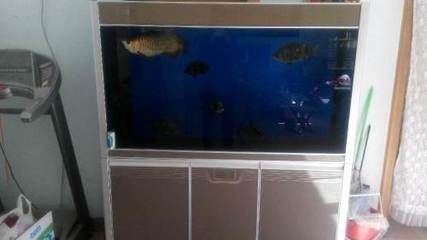 2米高的魚缸要多厚的玻璃合適：2米高的魚缸需要多厚的玻璃？