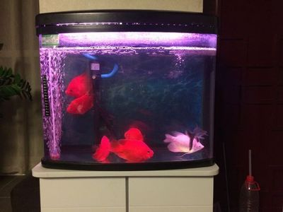 2米高的魚缸要多厚的玻璃合適：2米高的魚缸需要多厚的玻璃？