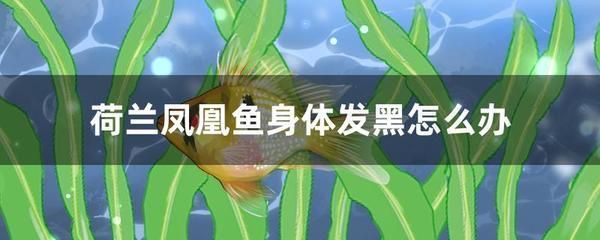 龍魚怕什么 元寶鳳凰魚身體發黑是什么原因:元寶鳳凰魚身體發黑怎么辦 元寶鳳凰魚百科 元寶鳳凰魚身體發黑是什么原因:元寶鳳凰魚身體發黑怎么辦 元寶鳳凰魚身體發黑是什么原因:元寶鳳凰魚身體發黑怎么辦 元寶鳳凰魚百科