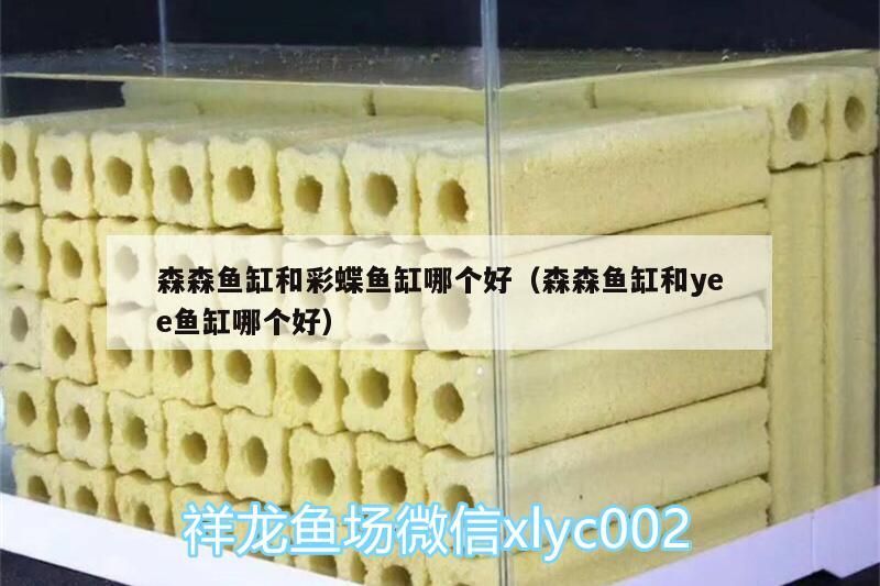 龍魚怕什么 森森魚缸和彩蝶魚缸哪個好(森森魚缸和yee魚缸哪個好) yee 森森魚缸和彩蝶魚缸哪個好(森森魚缸和yee魚缸哪個好) 森森魚缸和彩蝶魚缸哪個好(森森魚缸和yee魚缸哪個好) yee