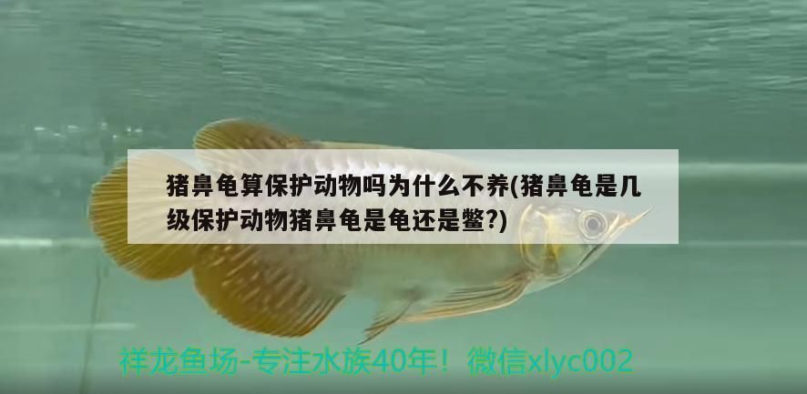 豬鼻龜算保護動物嗎為什么不養(豬鼻龜是幾級保護動物豬鼻龜是龜還是鱉?)