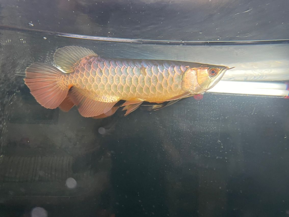 掉一片鱗 掉一片鱗 龍魚(yú)論壇 第1張