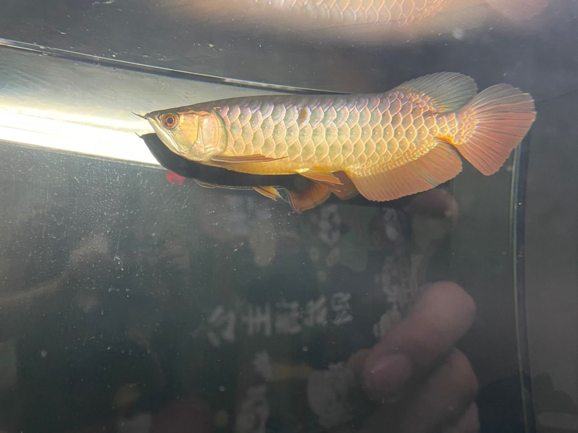 掉一片鱗 掉一片鱗 龍魚(yú)論壇 第2張