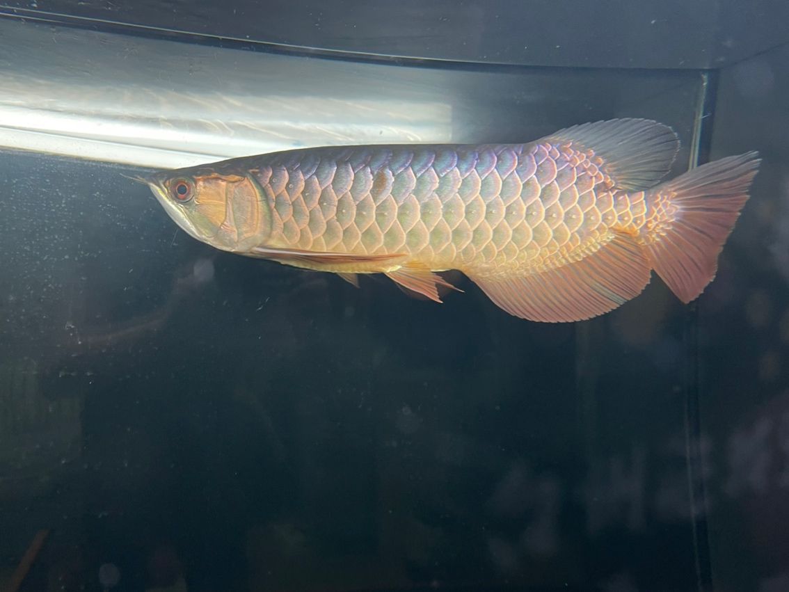 掉一片鱗 掉一片鱗 龍魚(yú)論壇 第4張