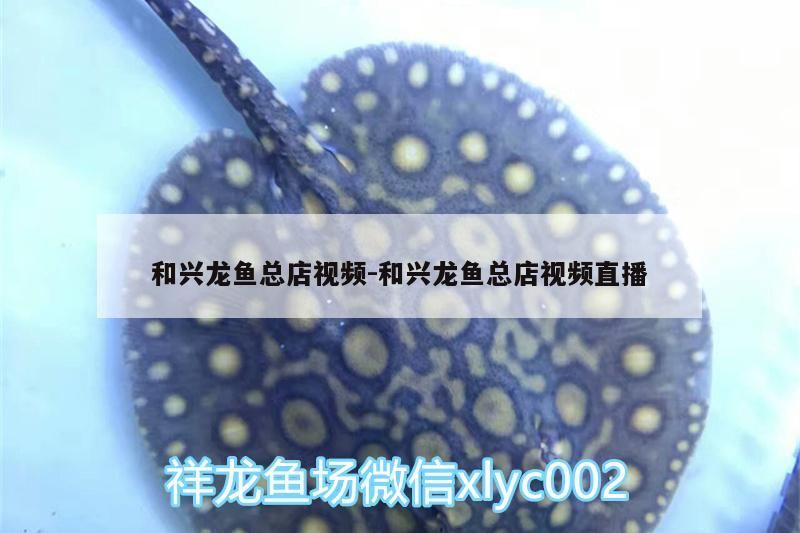 和興龍魚總店視頻:和興龍魚總店視頻直播
