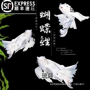 普身蝴蝶鯉壽命（普身蝴蝶鯉的壽命主要受品種特性、飼養環境及管理方式影響）