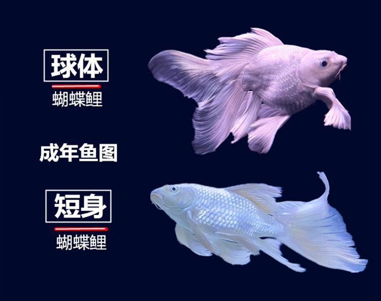 短身球體蝴蝶鯉(關于短身與球體蝴蝶鯉的區別及特點及綜合搜索結果信息整理)