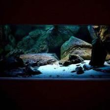 養虎魚可以放石頭嗎：養虎魚可以放石頭嗎，養虎魚的缸中放石頭的注意事項 養虎魚可以放石頭嗎：養虎魚可以放石頭嗎，養虎魚的缸中放石頭的注意事項 虎魚百科 第1張