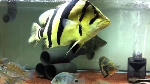養虎魚可以放石頭嗎：養虎魚可以放石頭嗎，養虎魚的缸中放石頭的注意事項 養虎魚可以放石頭嗎：養虎魚可以放石頭嗎，養虎魚的缸中放石頭的注意事項 虎魚百科 第2張