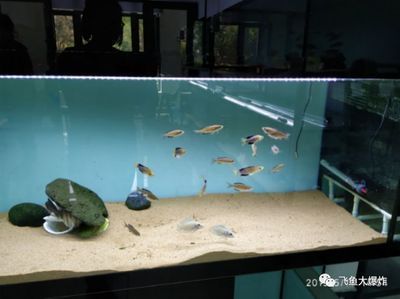 養虎魚可以放石頭嗎：養虎魚可以放石頭嗎，養虎魚的缸中放石頭的注意事項 養虎魚可以放石頭嗎：養虎魚可以放石頭嗎，養虎魚的缸中放石頭的注意事項 虎魚百科 第3張