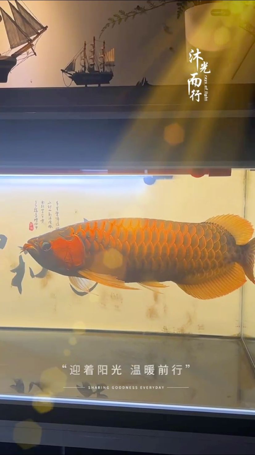 魚缸過濾器選購指南:自制魚缸過濾器魚缸上置過濾器對于養魚愛好者的必備知識 很快你都快5歲了 龍魚論壇 很快你都快5歲了 很快你都快5歲了 龍魚論壇