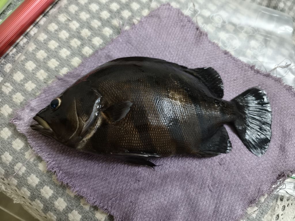 哎，榮歸故里。