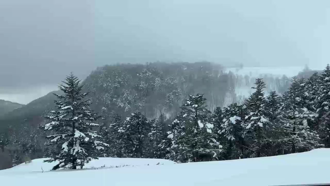 高山雪 高山雪 龍魚論壇