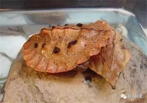 豬鼻龜的品相怎么看圖解：豬鼻龜品相不佳的恢復方法
