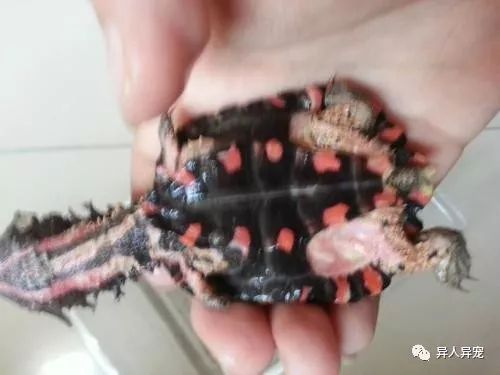 豬鼻龜的品相怎么看圖解：豬鼻龜品相不佳的恢復方法