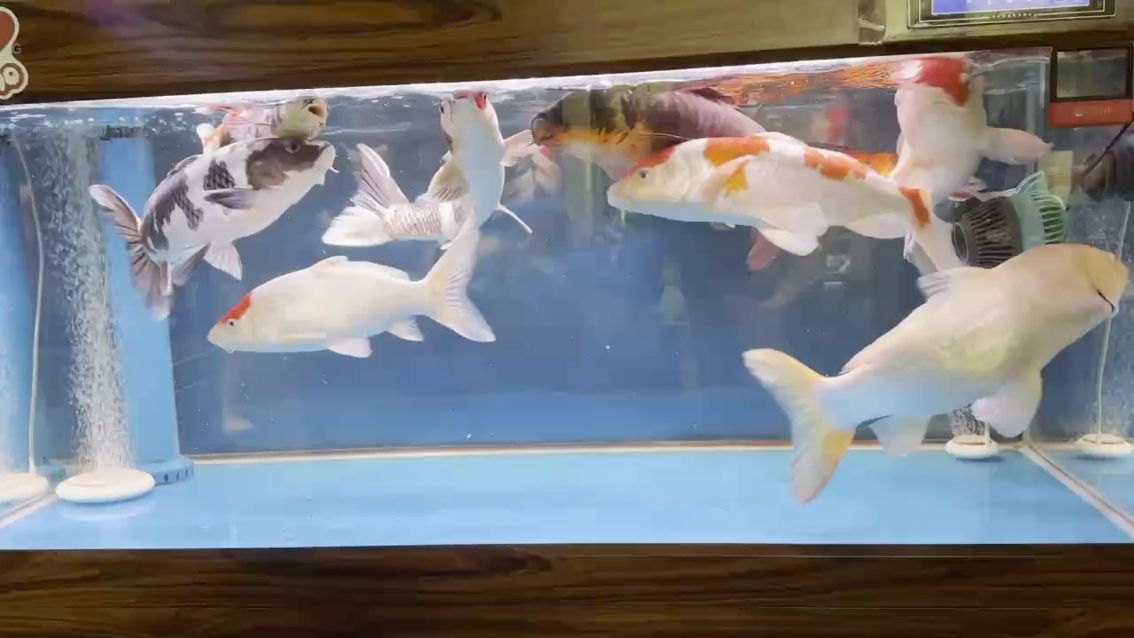 12月31日 12月31日 龍魚論壇