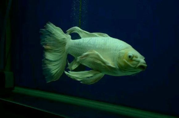 普身蝴蝶鯉能長多大（普身蝴蝶鯉的體型受品種特性、飼養環境及管理方式影響較大）
