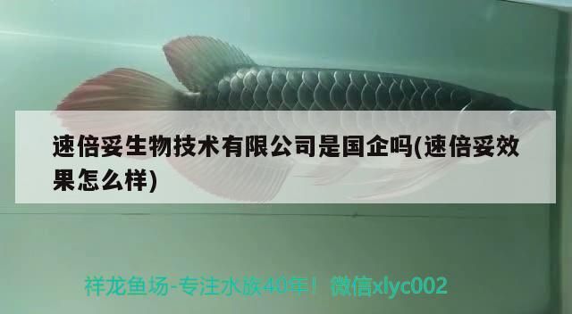 速倍妥生物技術有限公司是國企嗎(速倍妥效果怎么樣)