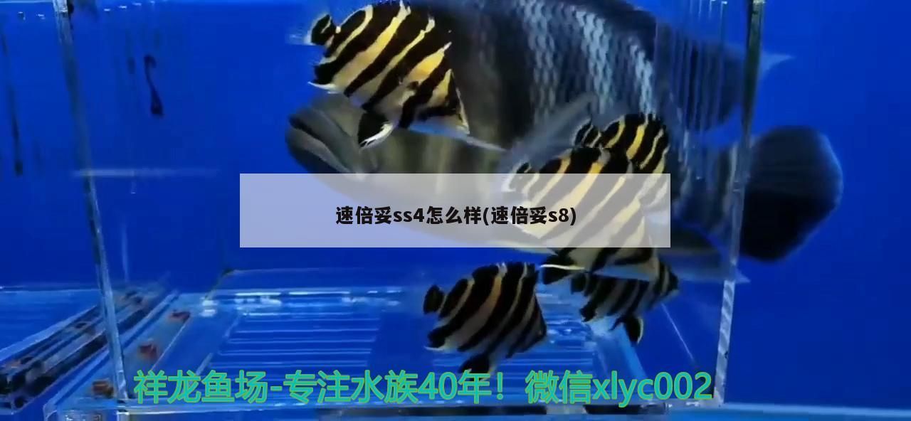 速倍妥ss4怎么樣(速倍妥s8)