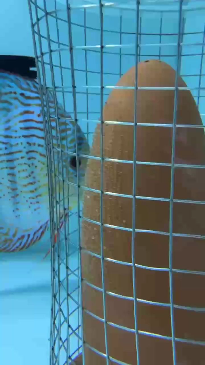 看看能不能繁殖成功吧 看看能不能繁殖成功吧 龍魚論壇