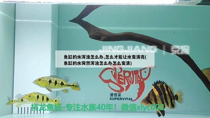 龍魚水渾濁怎么辦vs祥龍魚場：祥龍魚場評價如何龍魚混濁水處理方法 龍魚水渾濁怎么辦vs祥龍魚場：祥龍魚場評價如何龍魚混濁水處理方法 vs祥龍魚場 第1張