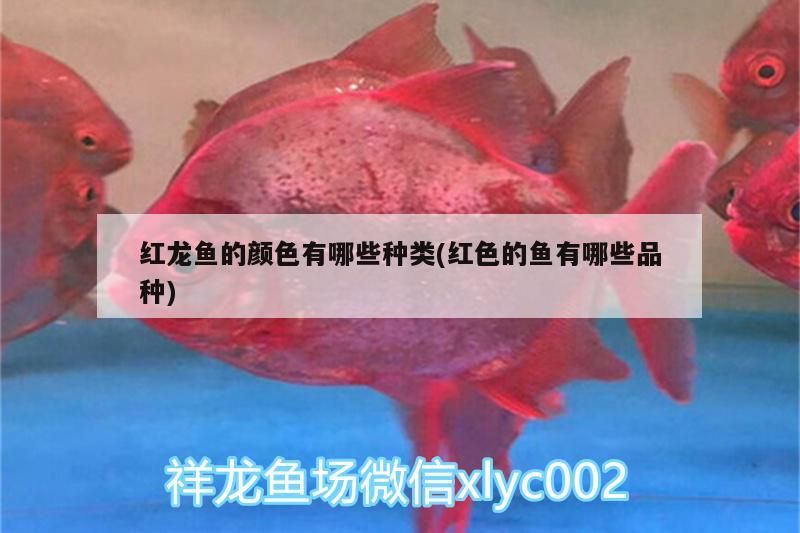 清洗新魚缸要用多少高錳酸鉀水（100升水魚缸放多少高錳酸鉀）
