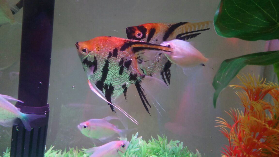 觀賞魚取名字（為觀賞魚取一個吸引人的名字是許多創業者頭痛的問題） 觀賞魚取名字（為觀賞魚取一個吸引人的名字是許多創業者頭痛的問題） 錦鯉魚百科 第1張