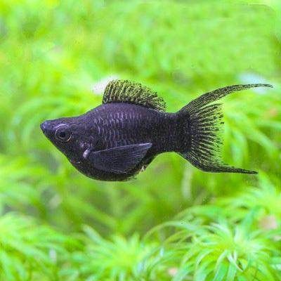 觀賞魚取名字（為觀賞魚取一個吸引人的名字是許多創業者頭痛的問題） 觀賞魚取名字（為觀賞魚取一個吸引人的名字是許多創業者頭痛的問題） 錦鯉魚百科 第3張