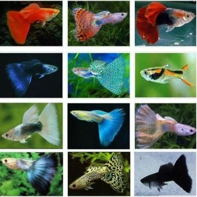 觀賞魚取名字（為觀賞魚取一個吸引人的名字是許多創業者頭痛的問題） 觀賞魚取名字（為觀賞魚取一個吸引人的名字是許多創業者頭痛的問題） 錦鯉魚百科 第4張