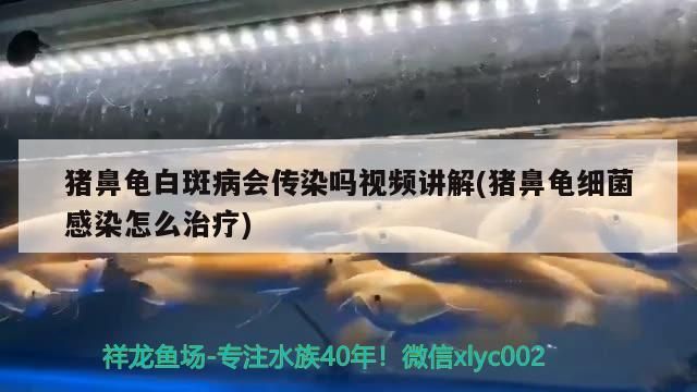豬鼻龜白斑病會(huì)傳染嗎視頻講解(豬鼻龜細(xì)菌感染怎么治療)