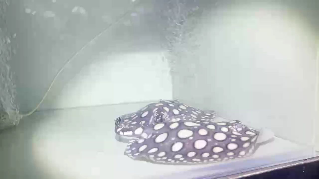 皇冠壓成兩母 皇冠壓成兩母 龍魚論壇